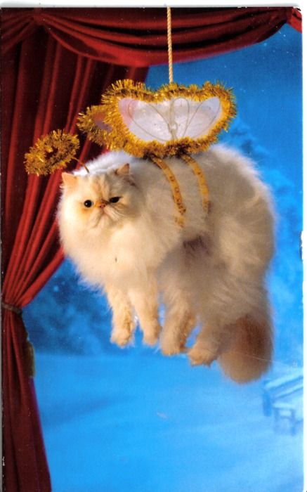 Catwheezie's Stash (@realcattohours) on Twitter photo 