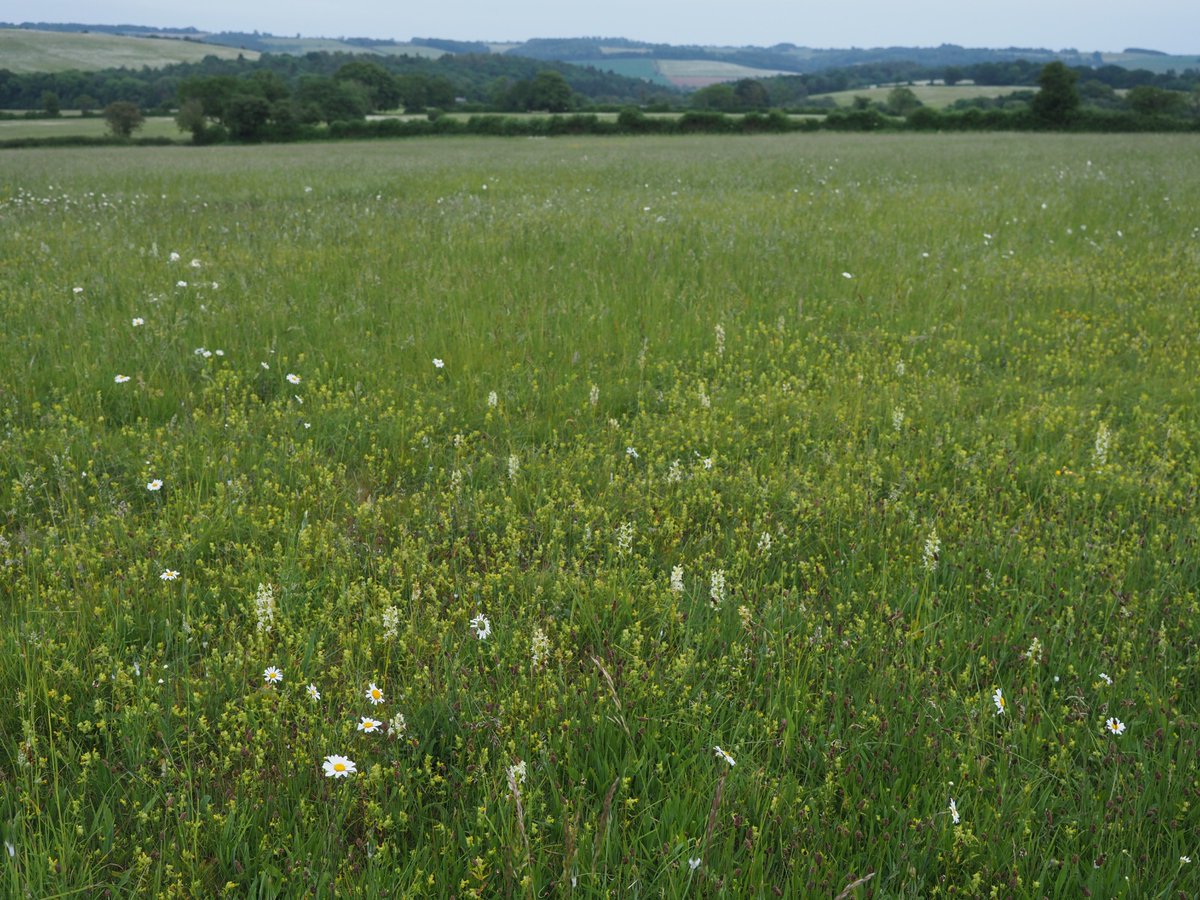The wonderful sight of thousands of Greater Butterfly Orchids in Gloucestershire yesterday. As an added bonus, my evening visit meant the plants were turning up the smell emissions ready for the moths. Intoxicating 😋 Cheers for the call @duncan_dine 👍👍