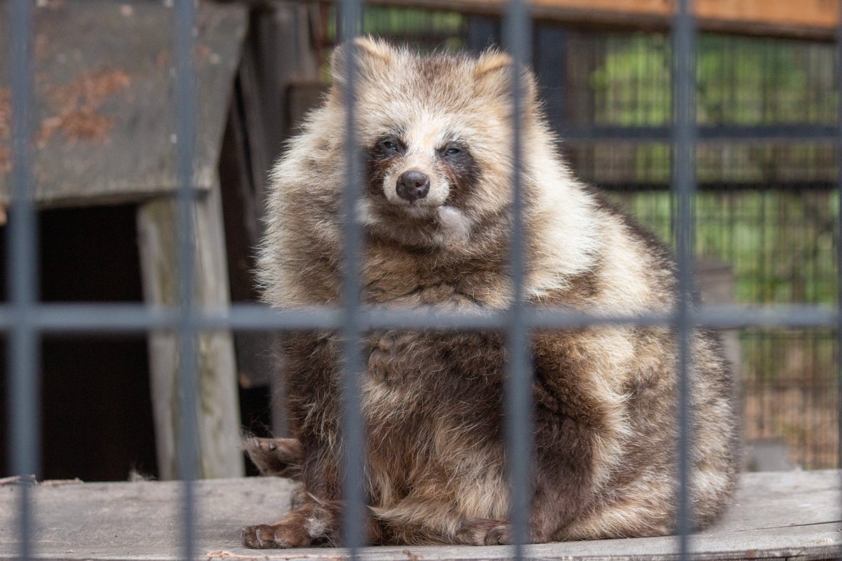 お口…
#エゾタヌキ #おびひろ動物園