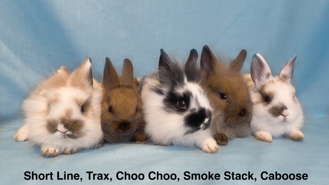 Volunteers rescued five baby bunnies dumped near the Rogers Park Metra tracks.
"They cannot survive in the wild." buff.ly/3J5Wh0o
