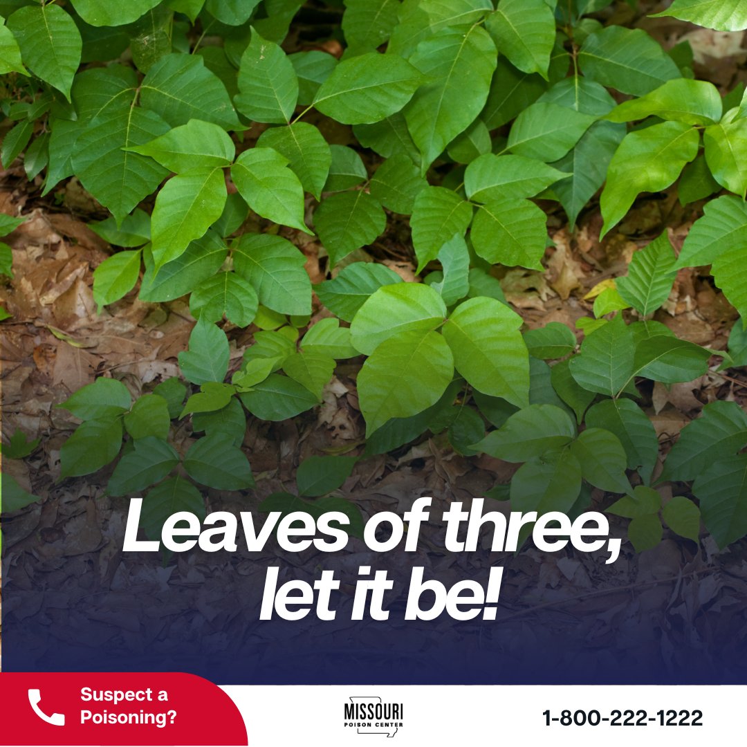 🌿🔥Be Prepared for Poison Ivy! 🌿🔥
📌3 shiny leaves on stem = poison ivy
🌱Red stem, smooth berries
🌿Waxy, notched leaves, hairy berries
⚠️Rash in hours, wash area immediately! 🧼
🚫Avoid contact, call 1-800-222-1222. Stay safe!
 #PoisonHelp #PreventPoison