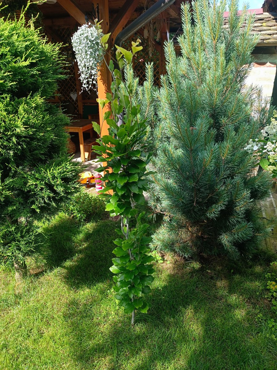 robertbasic's tweet image. I was about to give up on this tree as it didn't grow for 3 years at all, but this year it already grew like 30cm and still has new shoots coming out 💪
