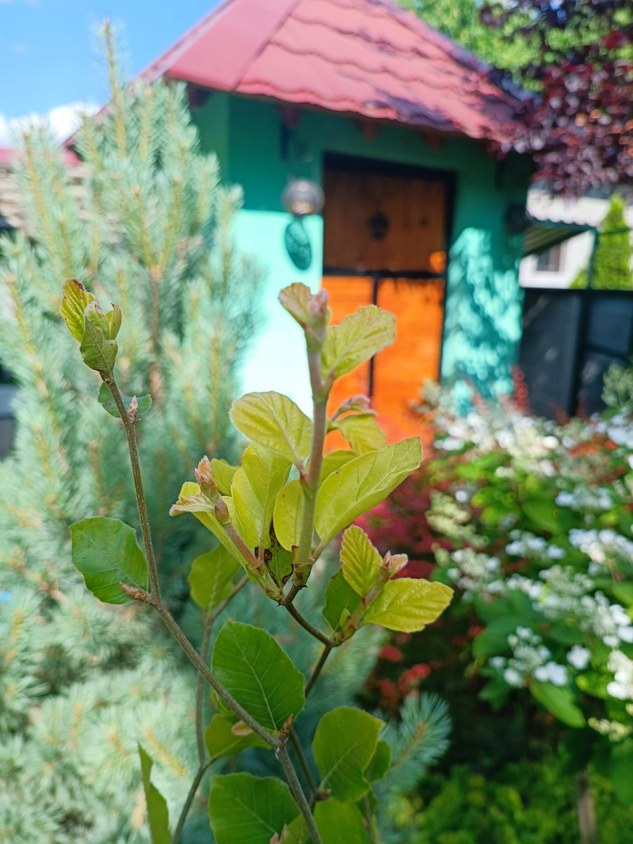 robertbasic's tweet image. I was about to give up on this tree as it didn't grow for 3 years at all, but this year it already grew like 30cm and still has new shoots coming out 💪