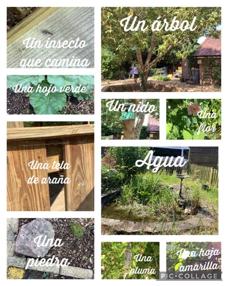 Making the most of the warm weather and our fabulous outside spaces - a Spanish nature hunt with Year 6, searching for everything from las telas de araña to los insectos que caminan #collaboration #educationwithcharacter