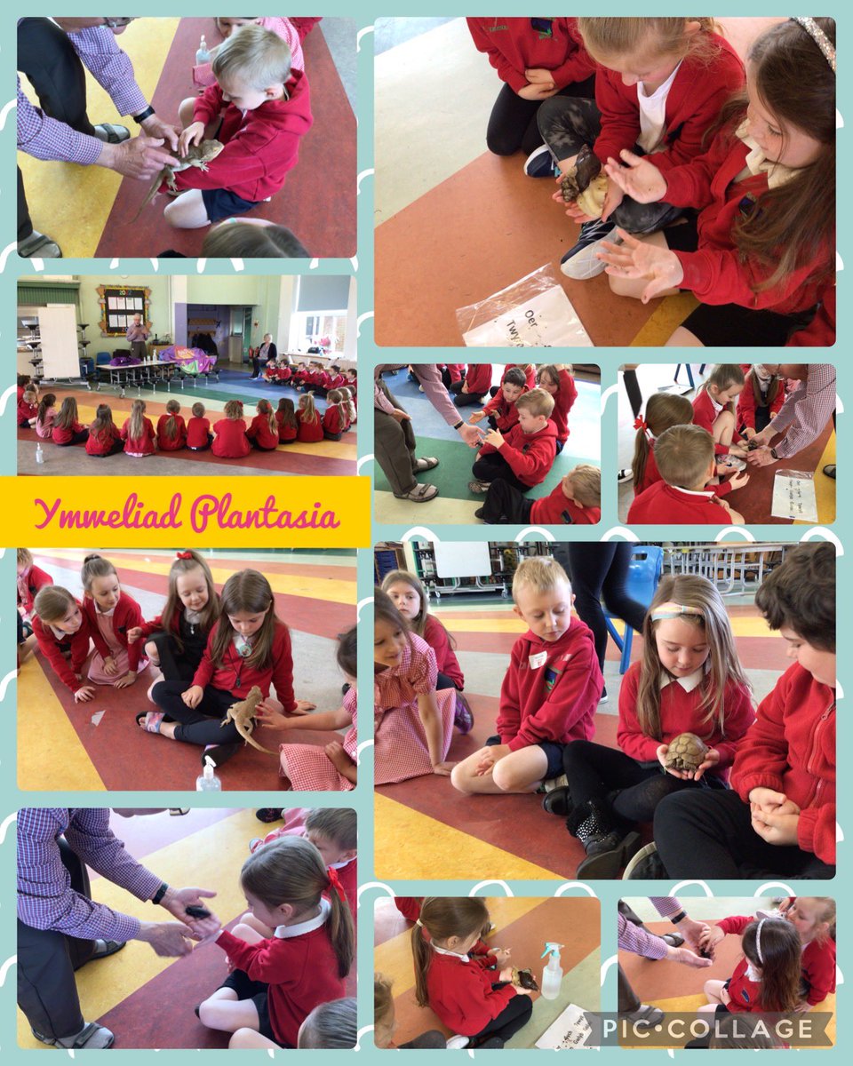 We sent our wonderful #WelshLanguage teacher Eifion to @YsgolBrynaman last month to deliver a #PlantasiaOnTheRoad proudly supported by @AdmiralLife workshop. Through the medium Welsh, students from years 1 & 2 learned all about our amazing #Minibeasts

#GrowYourImagination