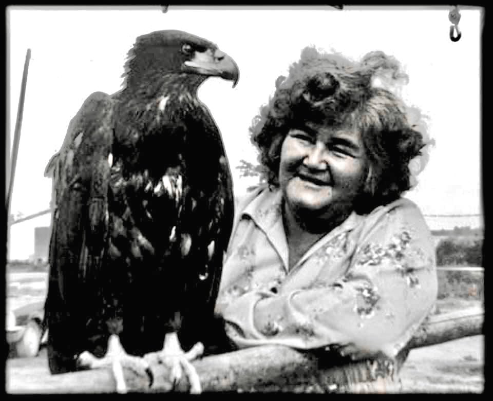 Jean Folster, first woman Chief in Manitoba, with her eagle at her home in Norway House, c1975. Norway House Cree Nation, Manitoba.  ‘During the visit, Jean asked Mckenzie if he’d like to see her eagle. She guided him around to the backyard and started…
#IndigenousHistoryMonth