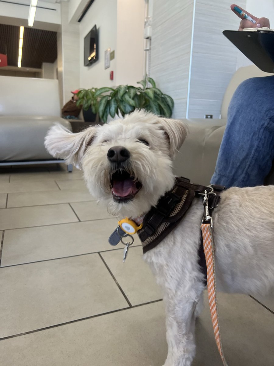 VCA West Los Angeles tweet media