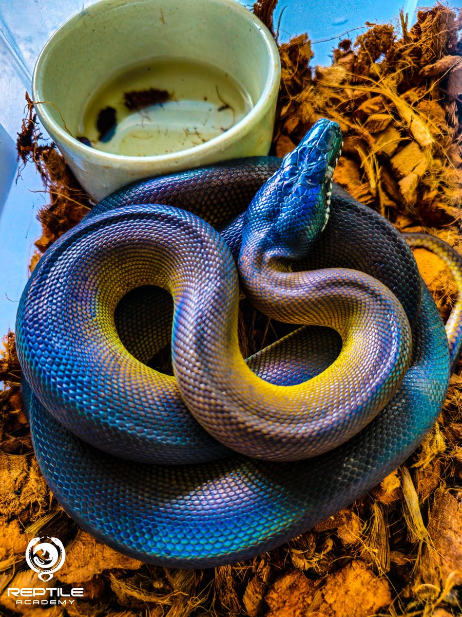 Reptile_Academy's tweet image. สาวเหนือก็น่ารักน่ะ😍
Northern white lipped python
#ReptileAcademy
#Whitelippedpython
#ไวท์ลิปไพธ่อน
#เลี้ยงงู
