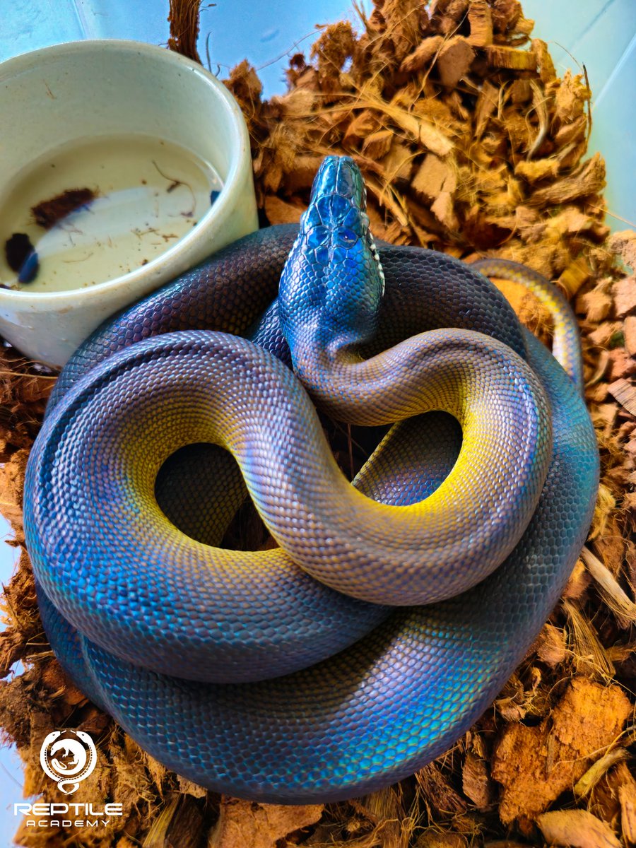 Reptile_Academy's tweet image. สาวเหนือก็น่ารักน่ะ😍
Northern white lipped python
#ReptileAcademy
#Whitelippedpython
#ไวท์ลิปไพธ่อน
#เลี้ยงงู