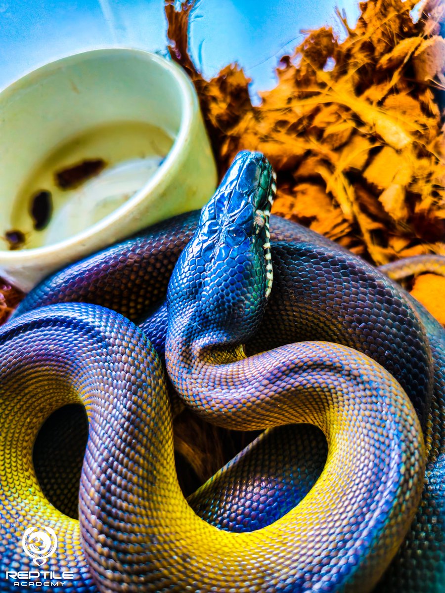 Reptile_Academy's tweet image. สาวเหนือก็น่ารักน่ะ😍
Northern white lipped python
#ReptileAcademy
#Whitelippedpython
#ไวท์ลิปไพธ่อน
#เลี้ยงงู