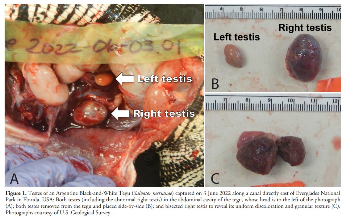 'Testicular abnormalities in the invasive Argentine Black-and-White Tegu (Salvator merianae) in the Florida Everglades' by Woytek et al. (2023) has recently been published in #ReptilesandAmphibians: doi.org/10.17161/randa… #Herpetology #Reptiles #Lizards