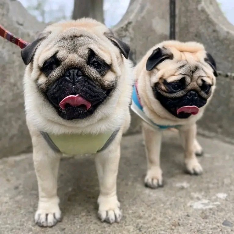 So cute🥰🥰
#puglovers #pugsnotdrugs #dogstagram #instadog #pugfamily #pugtwitter