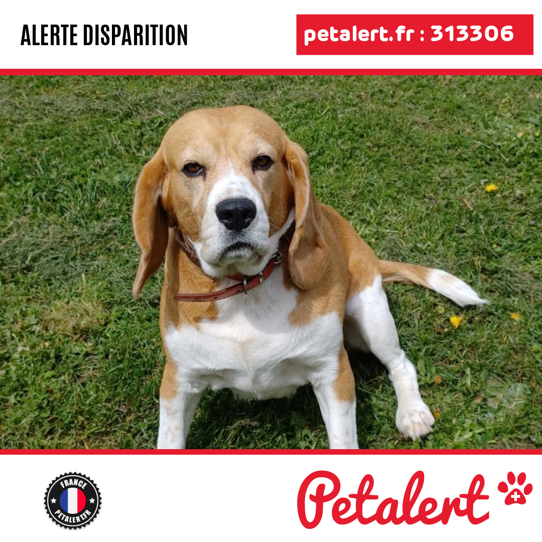 Disparu #Chien #Yonne #Villeroy #Petalert #PetAlert89 / p3t.co/TLH6J