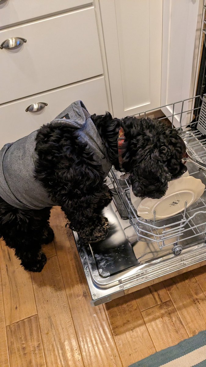 Stormy Cocker Spaniel tweet media