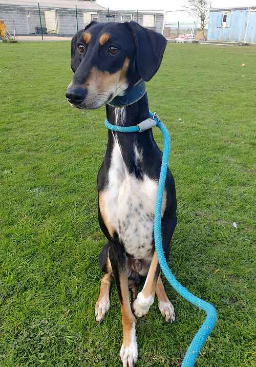 AdoptionsUk's tweet photo. Please retweet to help Bruce find a home #KENT #UK            Sweet Lurcher aged 18 months. Nervous at the moment, he gets on well with other dogs.
Please contact the shelter directly for more information.   

DETAILS or APPLY👇 
https://t.co/isJIm3enoy 
#DogsofTwitter #London https://t.co/m70cNWsfrG