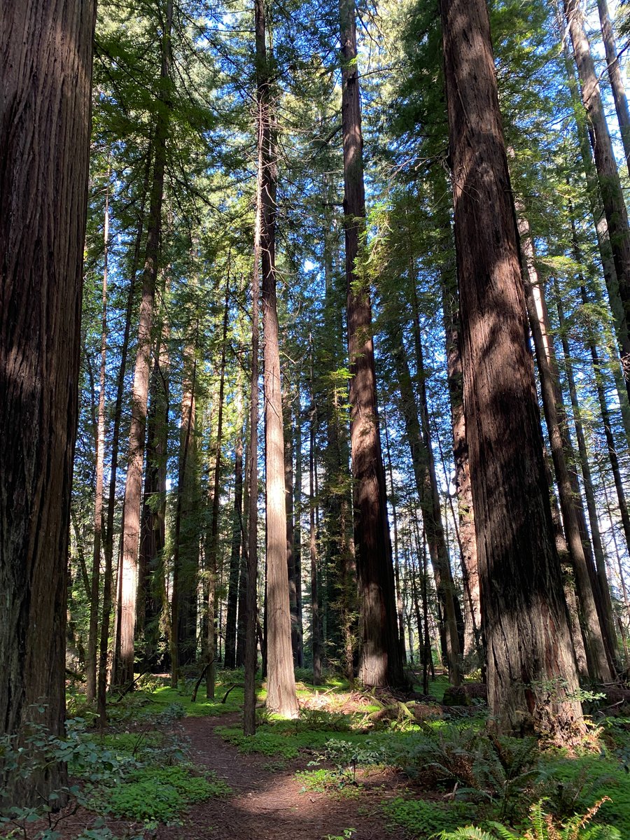 Challen Willemsen 🌿 on Twitter "My dearest redwoods… I had been dying