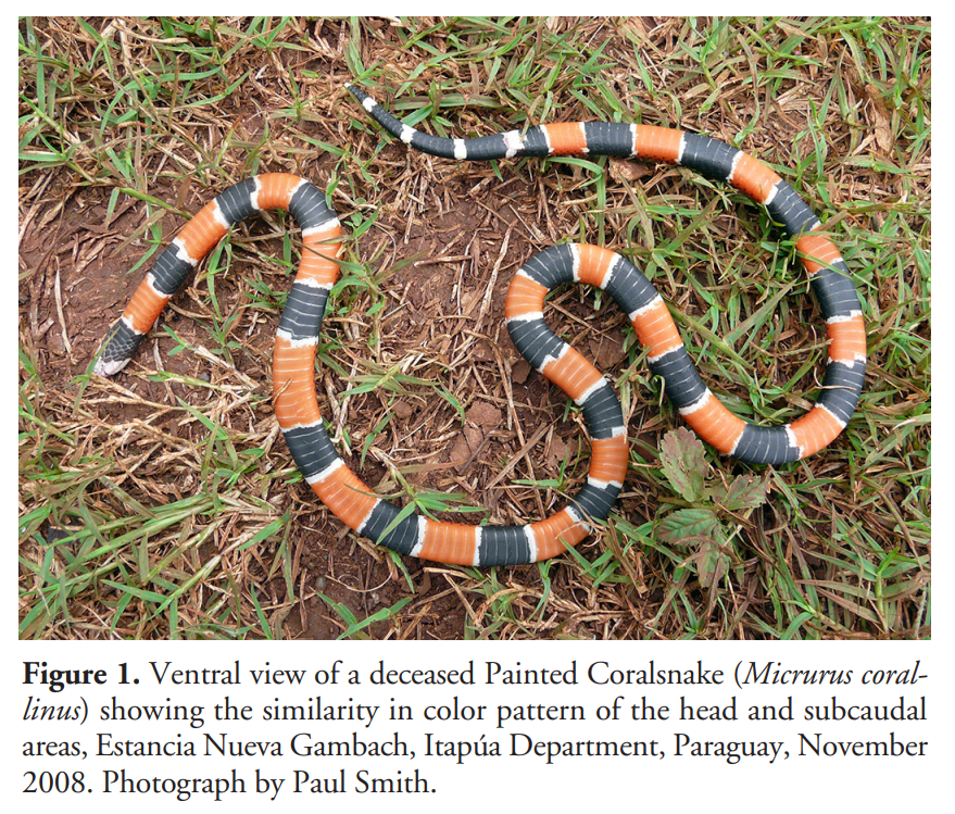 'The Painted Coral Snake, Micrurus corallinus (Serpentes: Elapidae), Does Use Defensive Tail Displays' by Smith et al. (2023) has recently been published in #ReptilesandAmphibians: doi.org/10.17161/randa… #Herpetology #Reptiles #Snakes