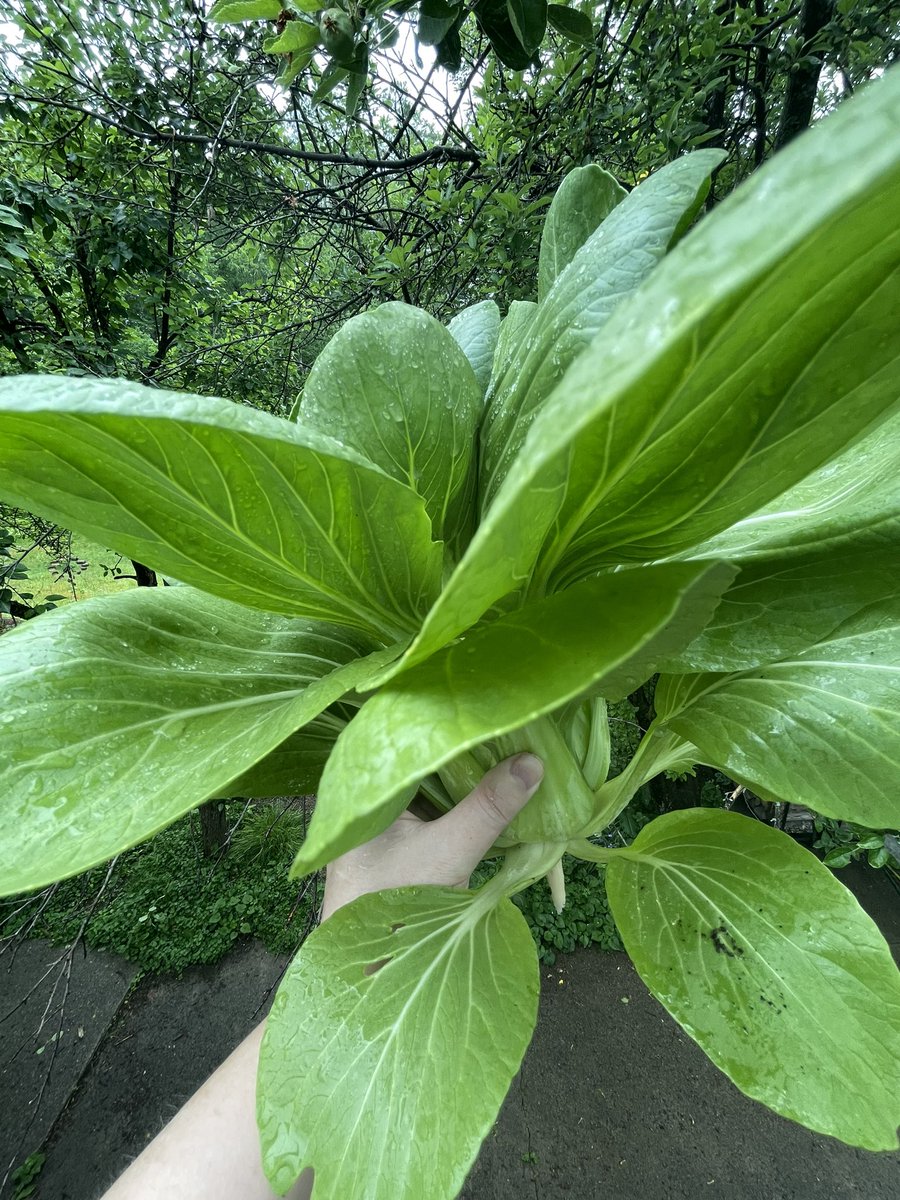 Today the Treasonous Turnip is being arraigned and I’m harvesting bok choy already. Oh happy day!#TrumpArraignment