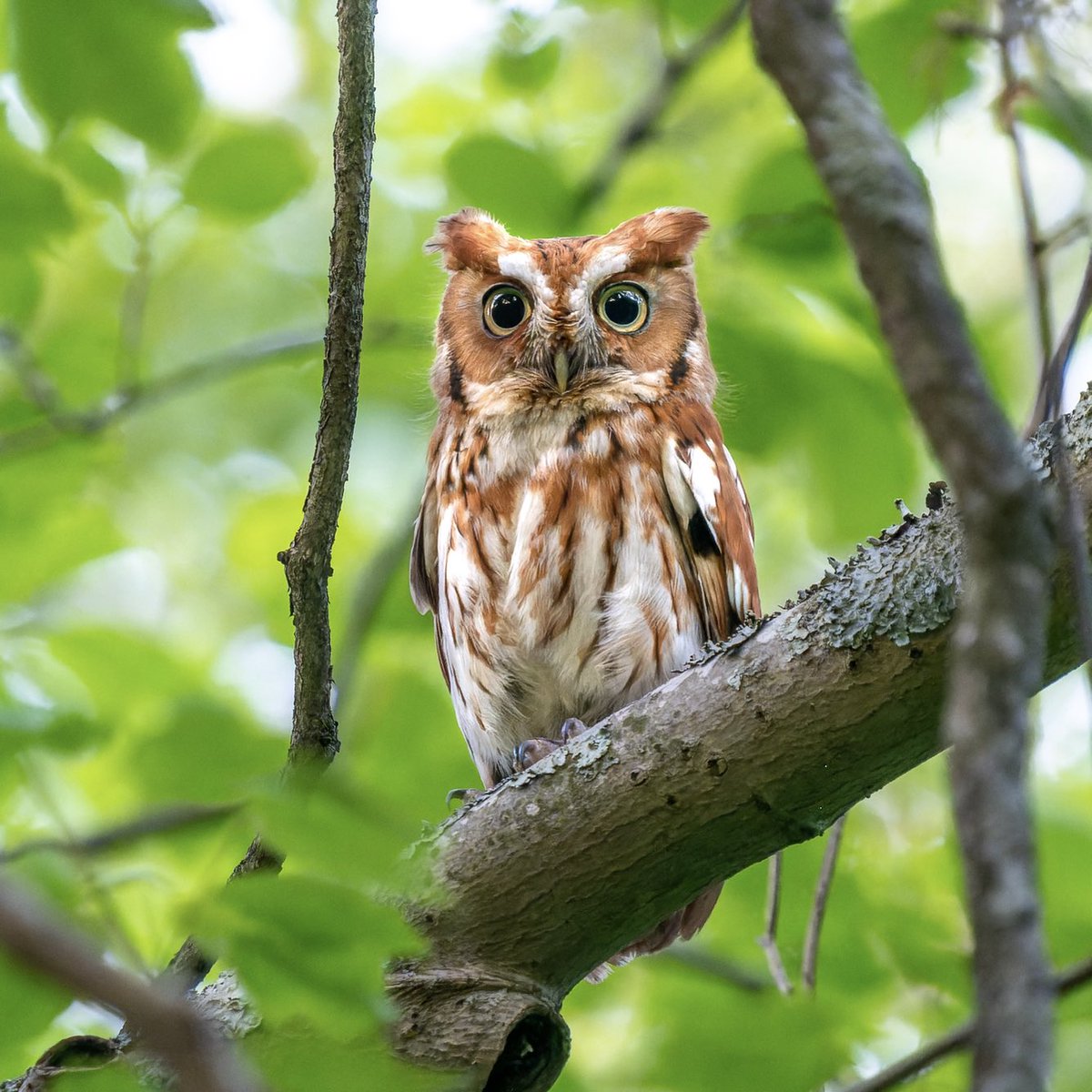 Eastern Screech-Owl at dusk.💕🦉

#birds #birdwatching #nature #owls #wildlife