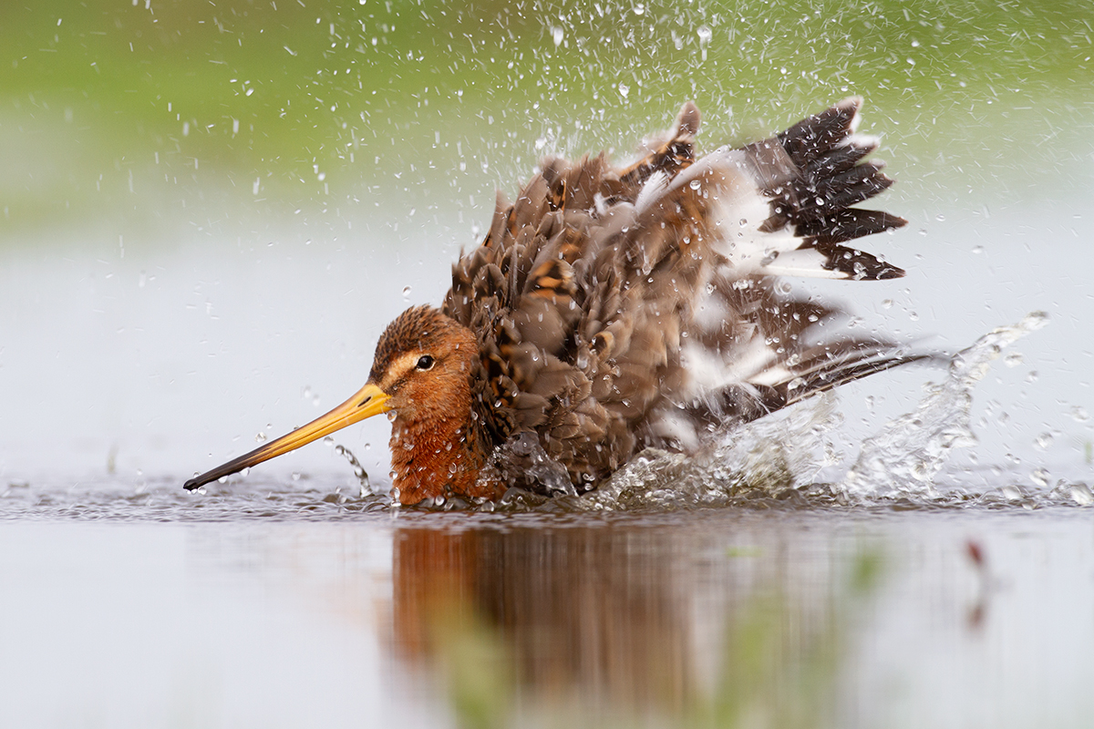 BoerenNatuur Groningen West tweet media