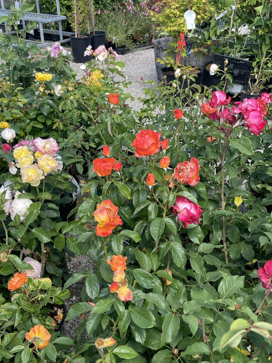 ROSES IN BLOOM! The nursery is filled with the beauty, colour and fragrance of roses! Come see and smell all the flowers in bloom.  #davidaustinrose #englishroses #rose #davidaustinroses🌹 #englishrose #davidaustin #roses #davidaustinroses #rosegardens #rosegarden #pinkrose