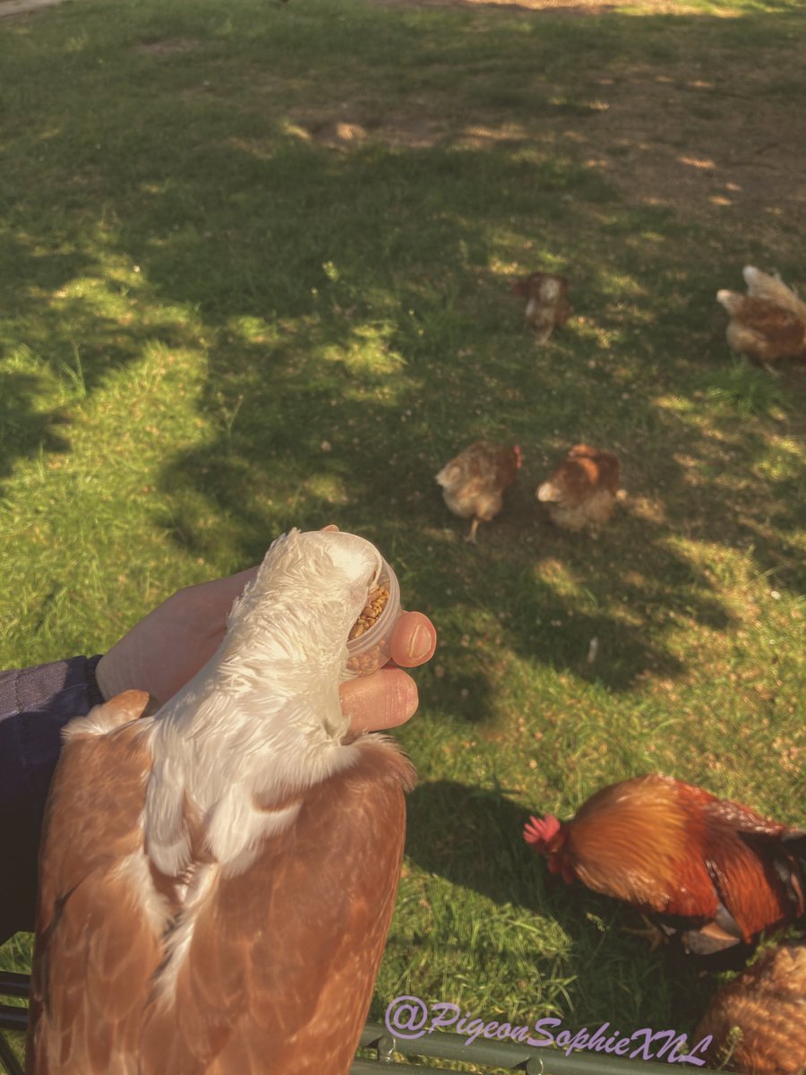 We have arrived at the #PettingZoo and the #chickens immediately came towards me when I sat down on the fence 😍🥰

Now I'm first having #lunch with the chickens and then we're going to look at my #Emu friends (#BigBirds) later 🥰🕊️🪶
