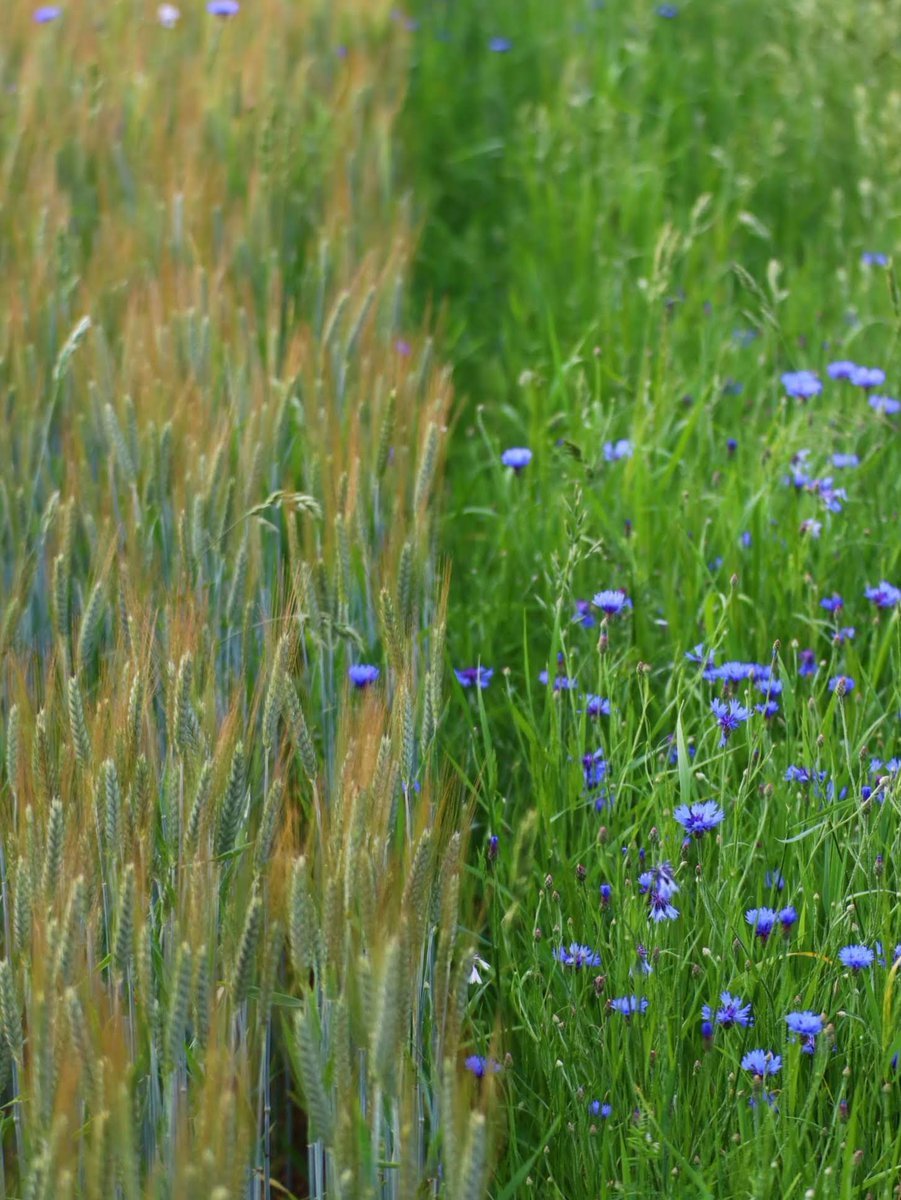 prawy72's tweet image. To ten czas #czerwiec 🇵🇱