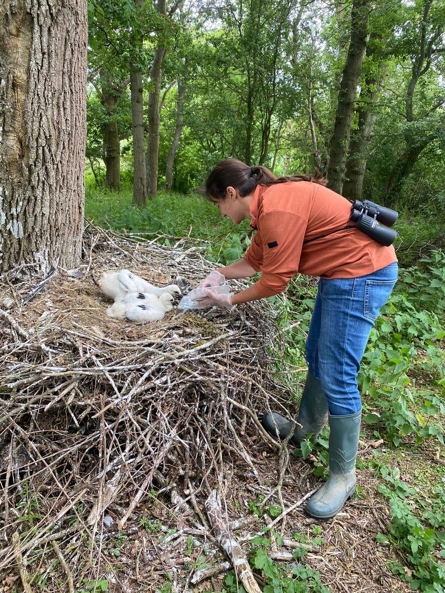White Stork Project (@projectstork) on Twitter photo We are excited to be welcoming Laura to the team as the new White Stork Project Officer. The role will involve managing the husbandry tasks, working with the fantastic stork volunteer team and coordinating education and outreach for the project. We are excited to be welcoming Laura to the team as the new White Stork Project Officer. The role will involve managing the husbandry tasks, working with the fantastic stork volunteer team and coordinating education and outreach for the project.