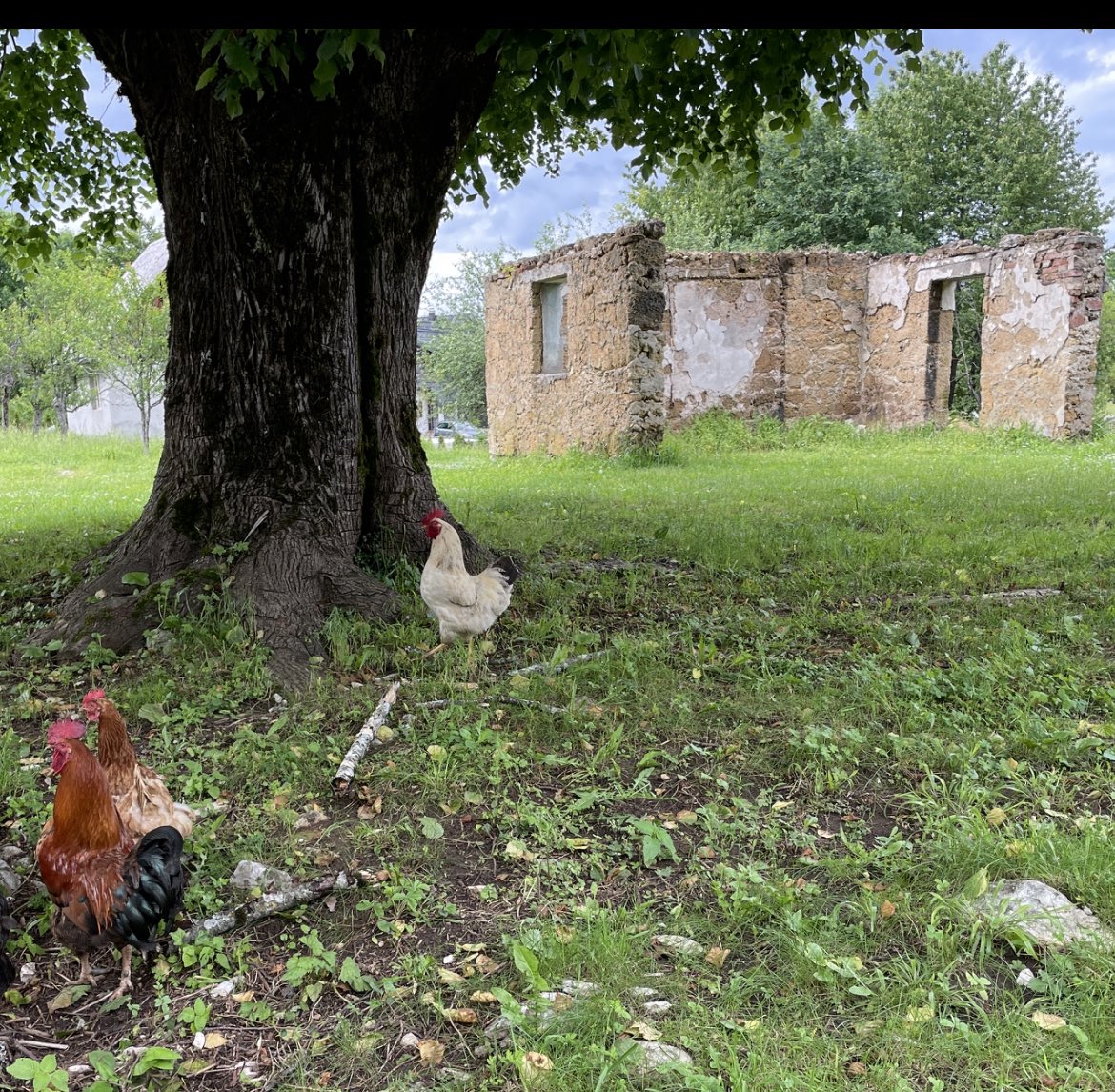 I’m glad that Croatian chickens eat ticks like ours do. #Croatia #Chickens #Ticks #Travel #Lyme #Ecology @ucdavisvetmed @Poultry @Lymenews @BayAreaLyme @CCFMED @drschweig @QBI_UCSF @SweiLab @seemaychou @dan_salkeld @TickReport @RealMalachowski