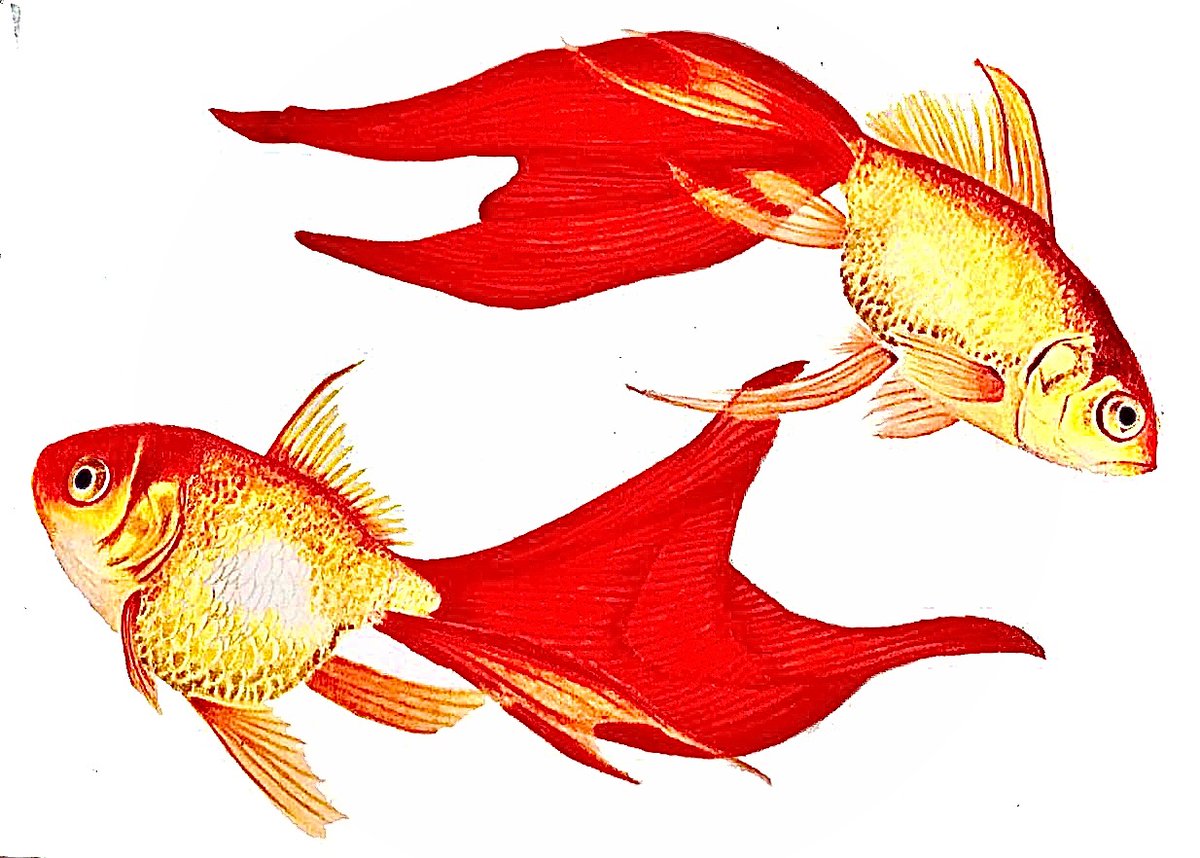 「色鉛筆で描いた金魚」|石川@色鉛筆のイラスト