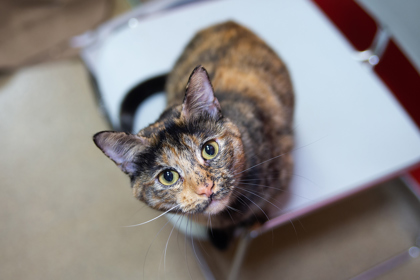 We have an urgent need for newspaper. We use this to line our litter boxes. Can you help? Donations can be dropped off at our shelter 3901 Martha Truman RD, KCMO Purrs for your help!