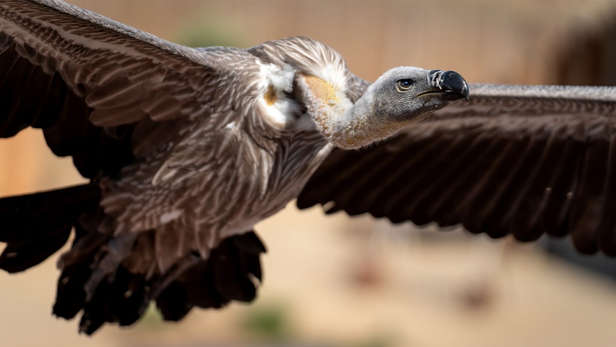 TheOnion's tweet photo. Vulture Trying To Figure Out Good Way To Circle Without Being Rude https://t.co/nvWqt1ouKZ https://t.co/pOzJMtdFrK