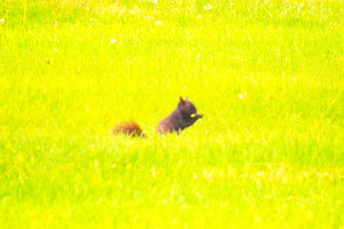 AForkshire's tweet photo. Squirrel couldn't figure out if he wanted to be by the tree or in the grass #squirrel #nature #squirrels #squirrelsofinstagram #wildlife #eichh #animals #squirrellove #squirrellife #naturephotography #rnchen #wildlifephotography #nuts #animal #photography #redsquirrel https://t.co/4lgbbOagQz