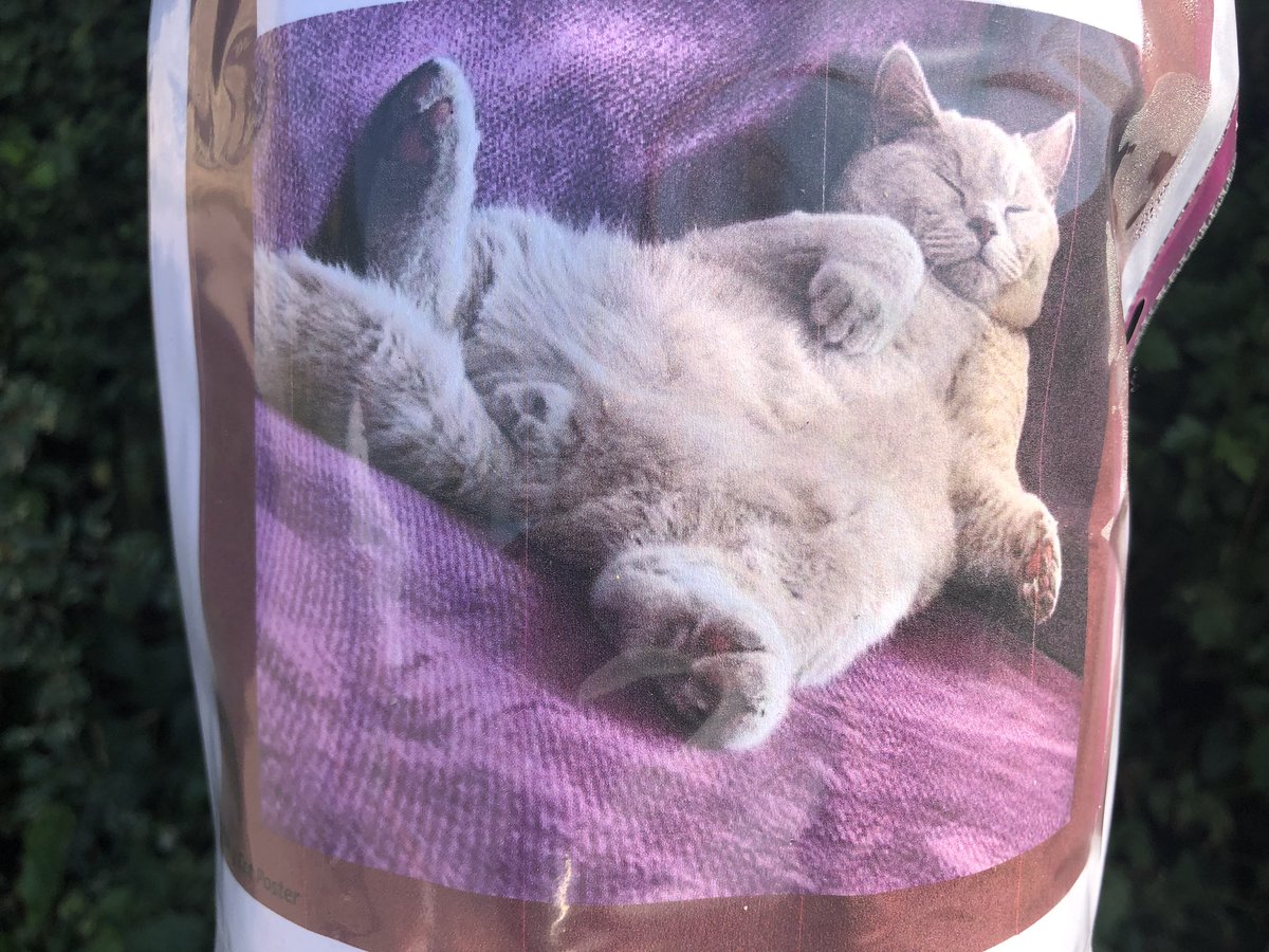 Just saw a missing cat poster. This is the photo they chose (ps: I hope it is found soon as it looks gorgeous!):