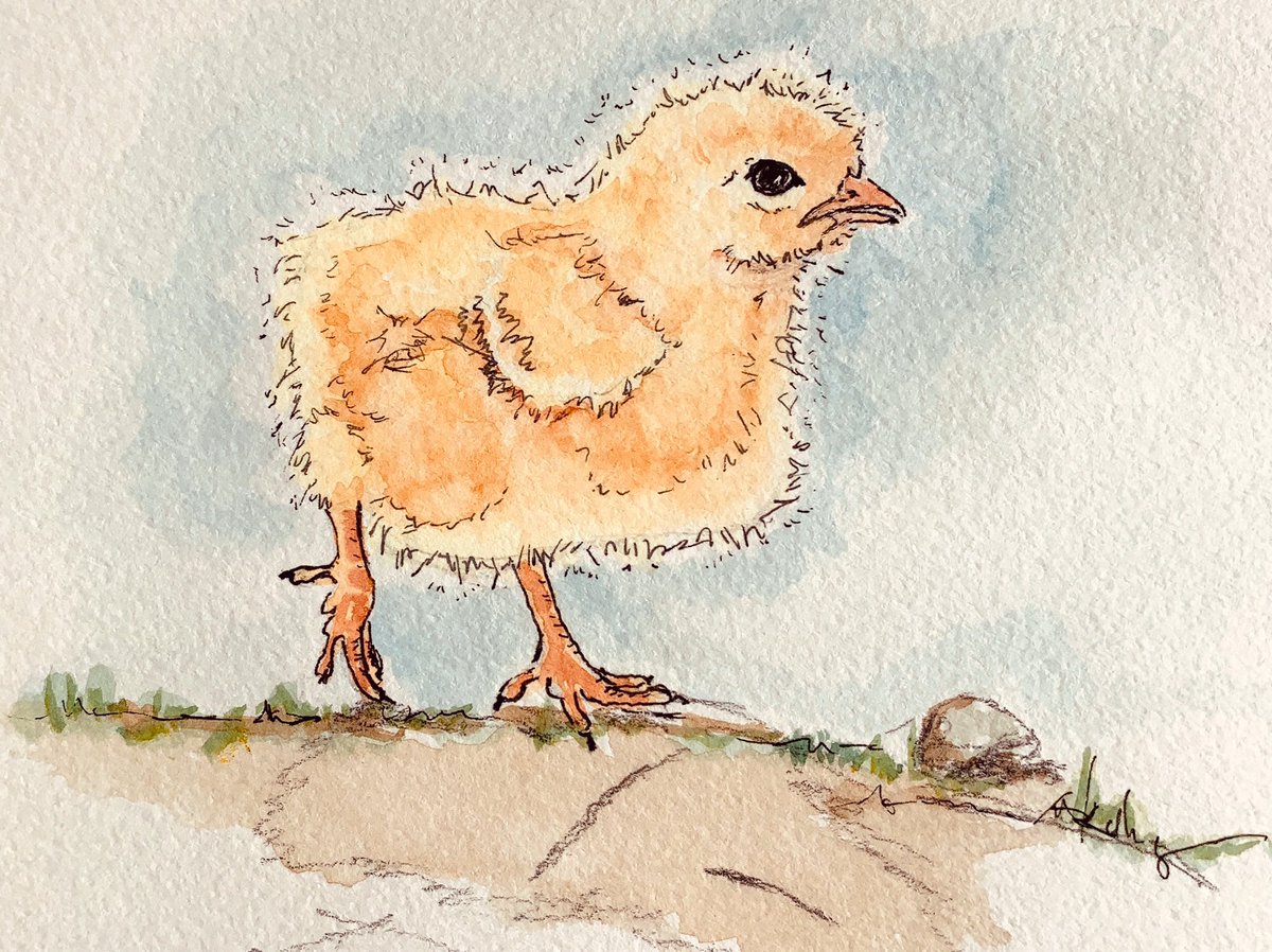 Chicken little out for a walk
.
#illustration #watercolor #watercolorillustration #kidlit #kidlitart #chick #farmlife #fluffball #inkillustration #drawing #inkdrawing #picturebookillustration #illustrator #farmanimalillustration #babyanimals