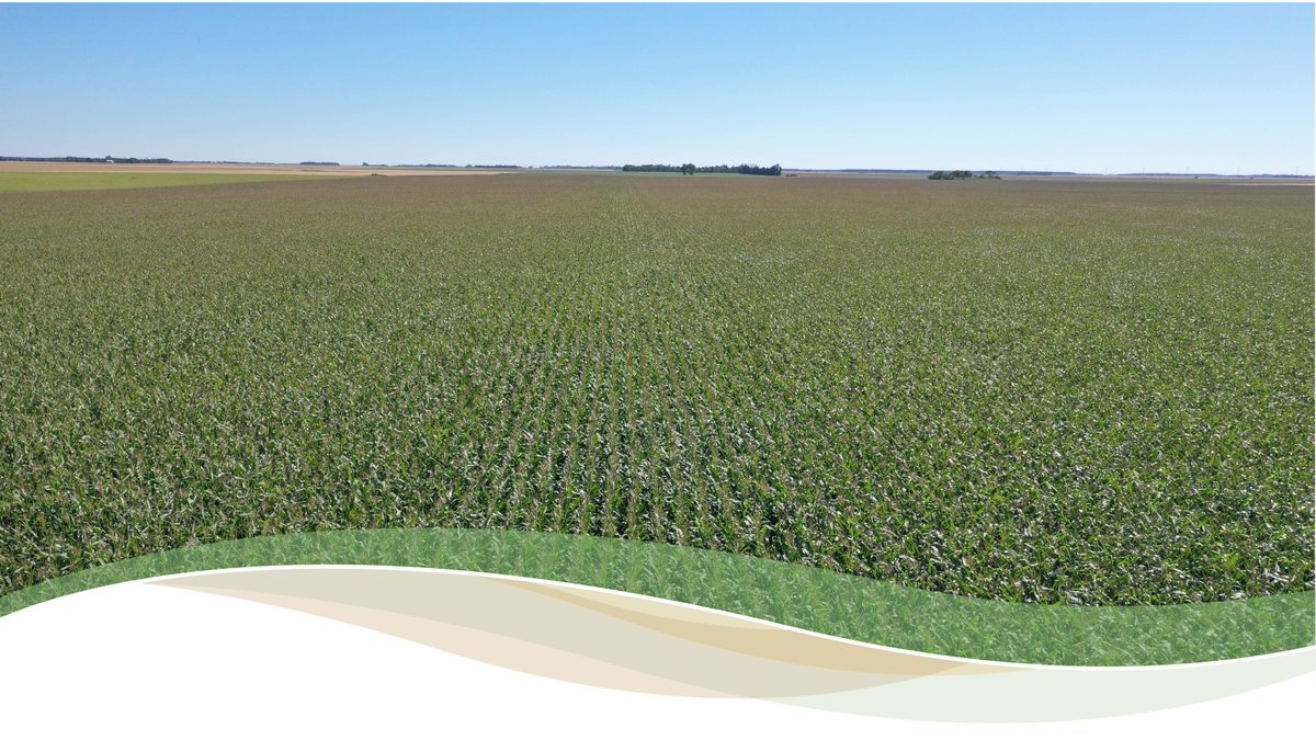 Increase nutrient availability in your crop with Soileos, a Saskatchewan-made granular micronutrient fertilizer. It's easy to use, blends well with other fertilizers, and delivers proven results. #Soileos #CropNutrition #TipTuesday #CdnAg #SaskAg #Farming #Agriculture #SoilHealth