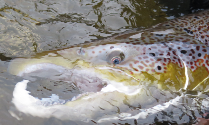 Atlantic salmon has an amazing growth potential in the ocean. We tagged salmon after spawning, weighing 3-10 kg. After a year in the ocean, these fish weighed 9-18 kg. One individual had put on 10.6 kg! Strøm et al. link.springer.com/article/10.100…