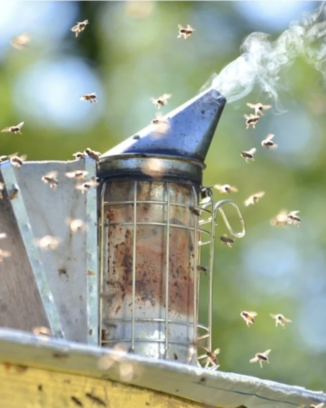 AlmaasFarm's tweet image. Bee Smoker 
A must-have tool for beekeepers to calm bees during hive inspections! 🐝🔥
Get yours today
💬📲Whatsapp/calls :+254799951862
 #BeekeepingEssentials
#beesmoker 
#beekeepingkenya 
#kenyabeekeepeers