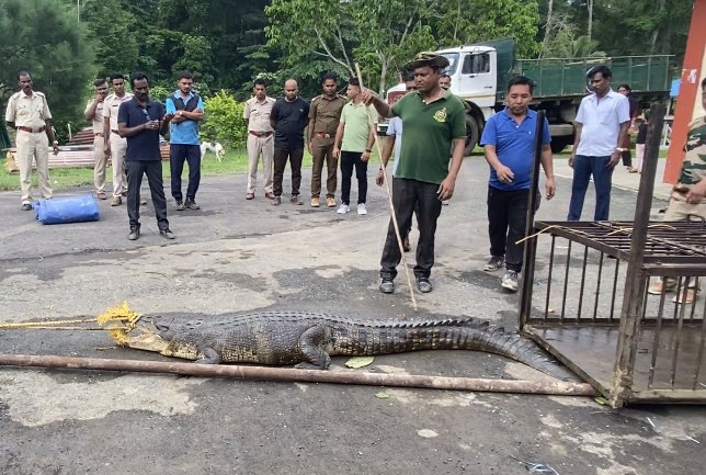 Dept of Env & Forests Andamans (@andamanforests) on Twitter photo Middle Andaman Forest Division <a href="/AndamanForests/">Dept of Env & Forests Andamans</a> rescued another #crocodile from Kadamtala Range and now it has been safely translocated to Chidiyatapu Biological Park without injury to anyone. Middle Andaman Forest Division <a href="/AndamanForests/">Dept of Env & Forests Andamans</a> rescued another #crocodile from Kadamtala Range and now it has been safely translocated to Chidiyatapu Biological Park without injury to anyone.