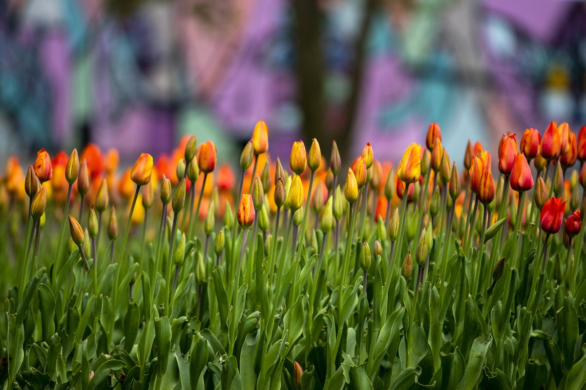 Read this month's Husky Tracks Newsletter and check out upcoming Juneteenth and Pride Month events around the area! mailchi.mp/northeastern/p…