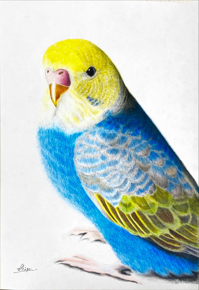 色鉛筆で描いたインコ✏️