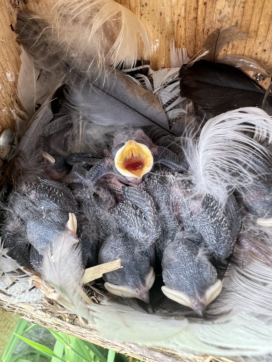 ParasiteSquad tweet media