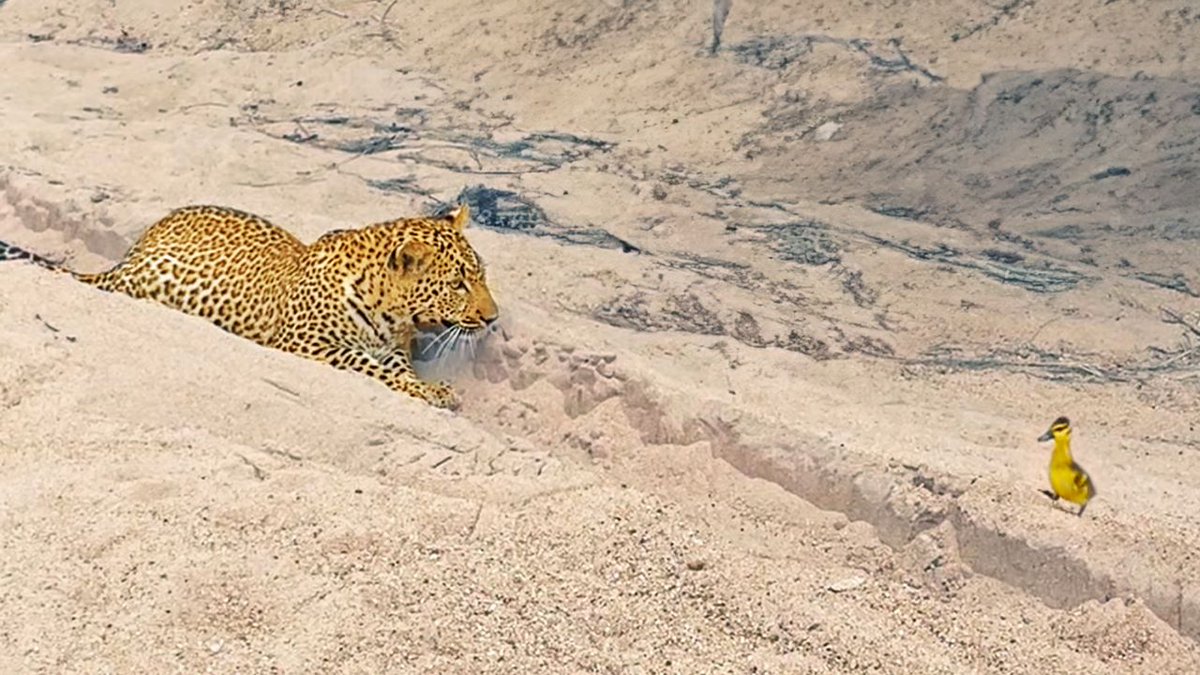 WATCH: Innocent Baby Bird Walks up to Leopard - Crazy Ending

A lost little bird wobbles onto a riverbed, right where a leopard cub is busy playing. 
The bird, knowing nothing better, walks right up to the leopard! 

latestsightings.com/single-post/in…