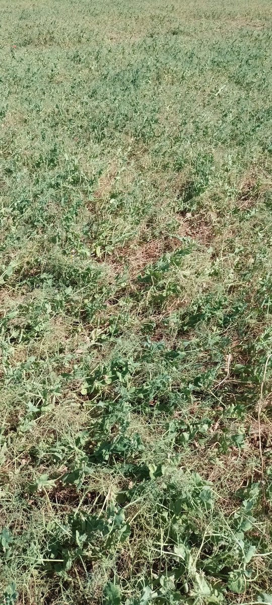 Pois d'hiver, pas une goutte d'eau depuis le 9 mai. 
Ça va finir vite 
<a href="/GSud91/">Groupe DEPHY Sud91</a> <a href="/terresinovia/">Terres Inovia</a> <a href="/CAIDF/">Chambre d'agriculture de Région IDF</a>