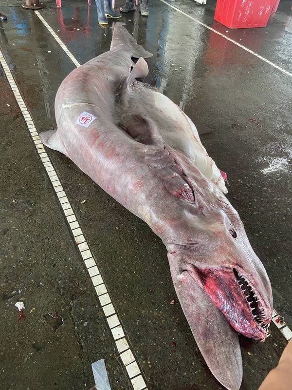 這麼奇特美麗的動物，多麼希望是看到牠在海裡優游，而不是躺在漁港的地上！牠肚子裡還有寶寶啊！（圖／台灣海洋藝術館臉書） 【宜蘭漁民「底拖網」捕罕見史前深海惡魔鯊 網批：這該禁！】
