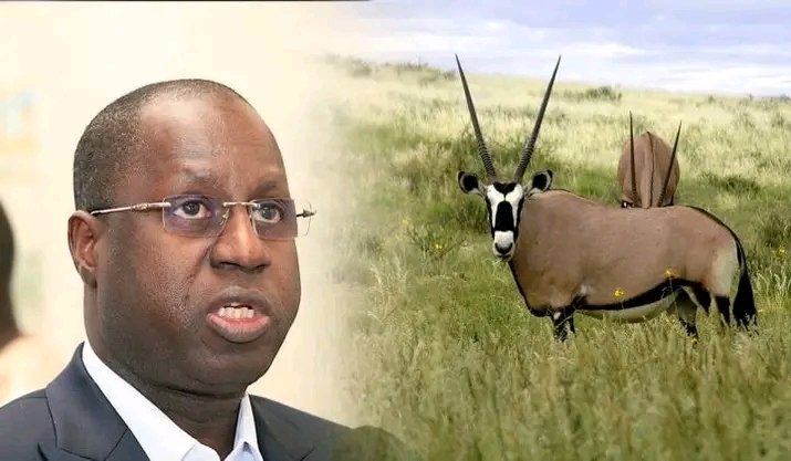 MasseneDIOUF3's tweet photo. L'homme de l'affaire des gazelles oryx, Abdou Karim Sall ak dibi bi😁 
Pas encor oublié hein  😁
#FreeSenegal ✊🇸🇳 https://t.co/Q7By4lrpT2