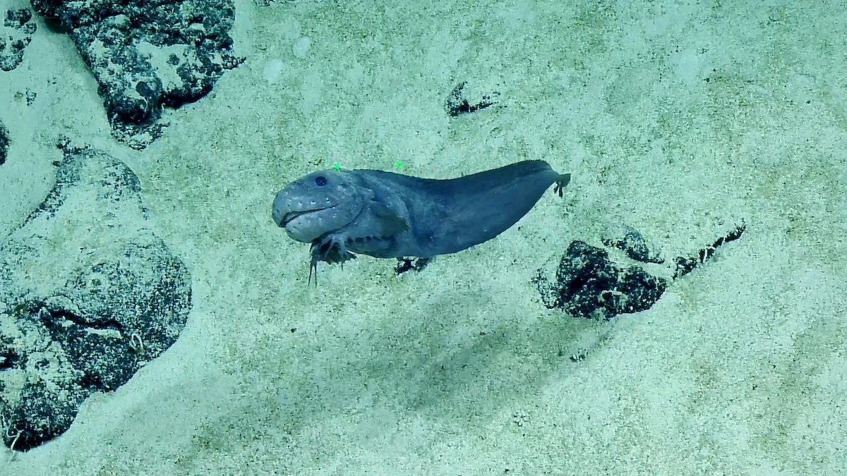 EVNautilus's tweet photo. Have you ever seen a #snailfish? Our #CorpsofExploration found this fish at almost 2,800 m while exploring “Seamount 9” in the #PacificRemoteIslands. It may look like a character from an animated film, but this “ugly cute” snailfish is actually pretty common in the #ocean. (1/2) https://t.co/MCOKBDEcnU