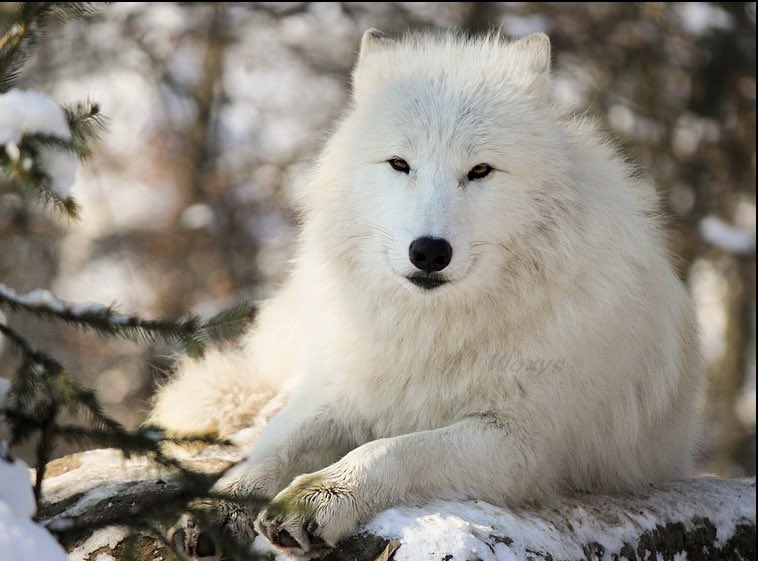 Beautiful?

#wolf #Wolves #wolfpack @nywolforg