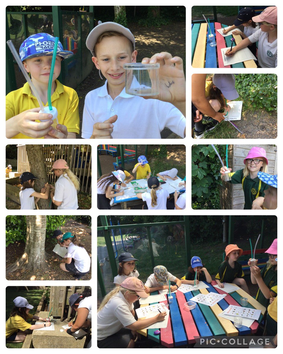 mapleclasshh's tweet photo. In science, we enjoyed using the pooters to find and identify mini beasts in our school habitat.
#HighHamScience https://t.co/zTlvbLTuCU