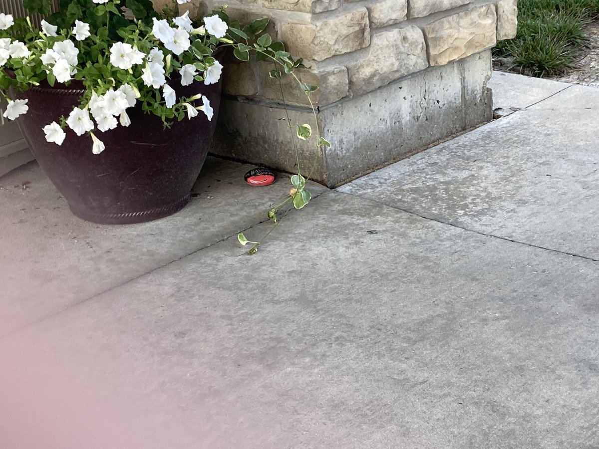 CKentzler's tweet photo. Putting our “Kindness Rocks” around town. Please look for them!!!
#WeAre409 https://t.co/TSSIBHVsar